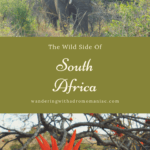 Wildlife encounters in South Africa
