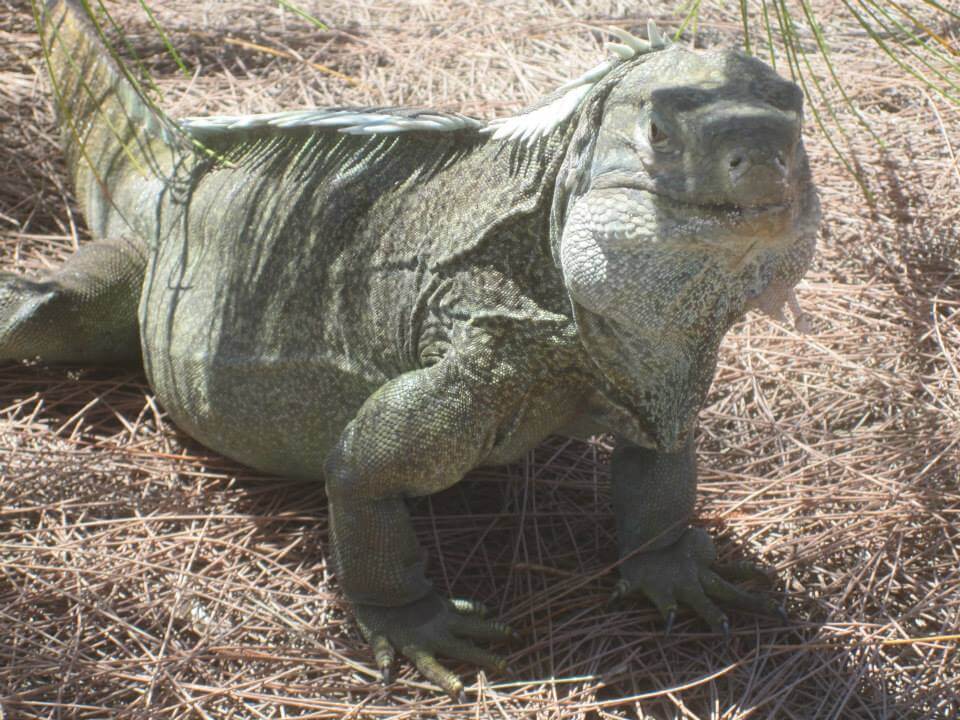 Big iguana
