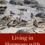 How to live in harmony with nature