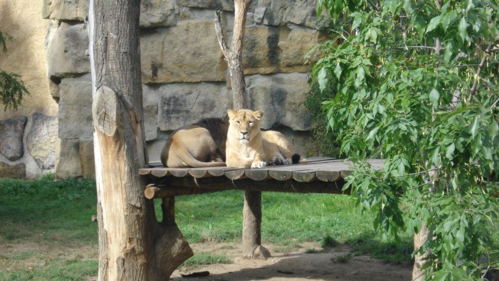 Lion enclosure