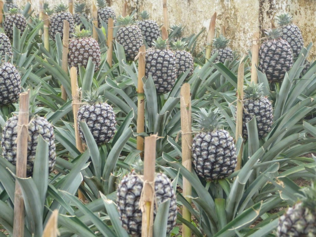 Pineapple Plantation