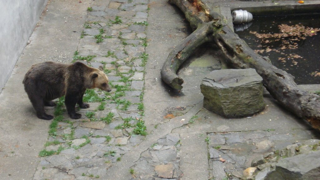Bear moat around Český Krumlov castle