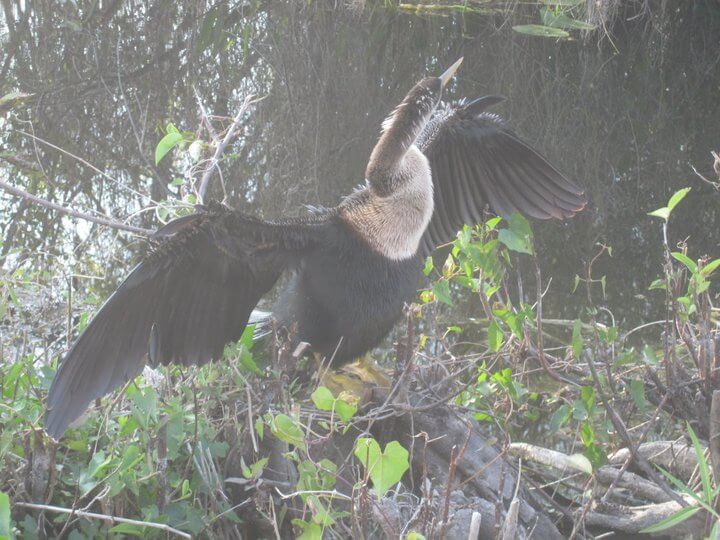 Wading birds of the Everglades