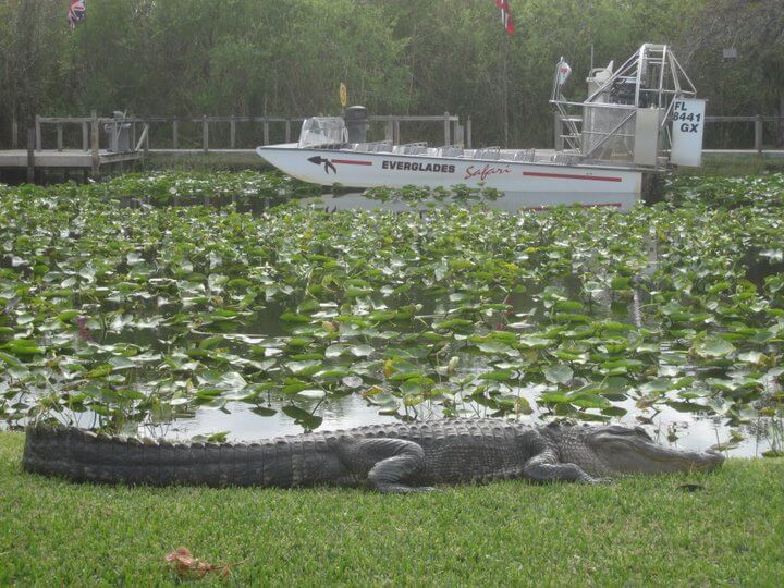 Airboat tour of the everglades