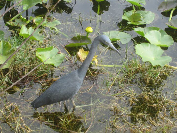 Bird watching in Everglades National Park