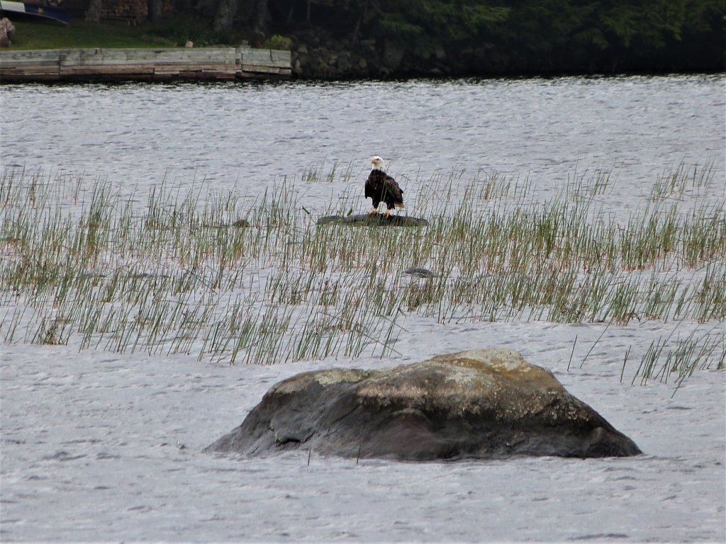Where to see eagles in New Jersey