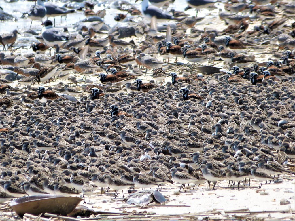Where to see the Red Knot migration in NJ