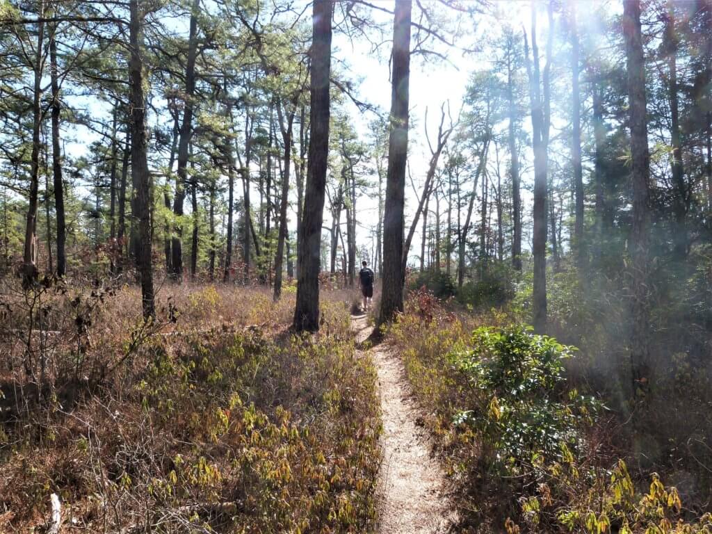Wharton State Forest hikes