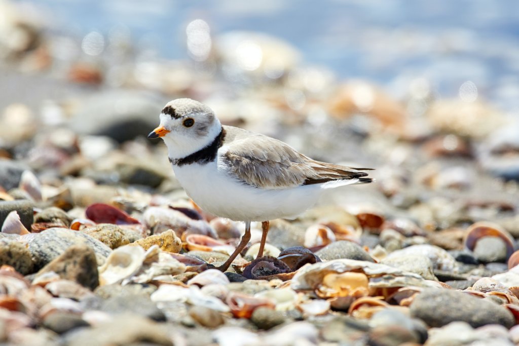 Piping plovers in New Jersey