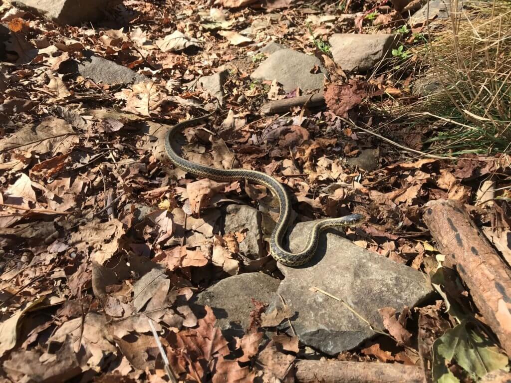 snakes in Shenandoah