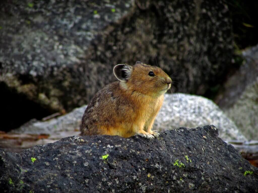 Pika are indicators of climate change