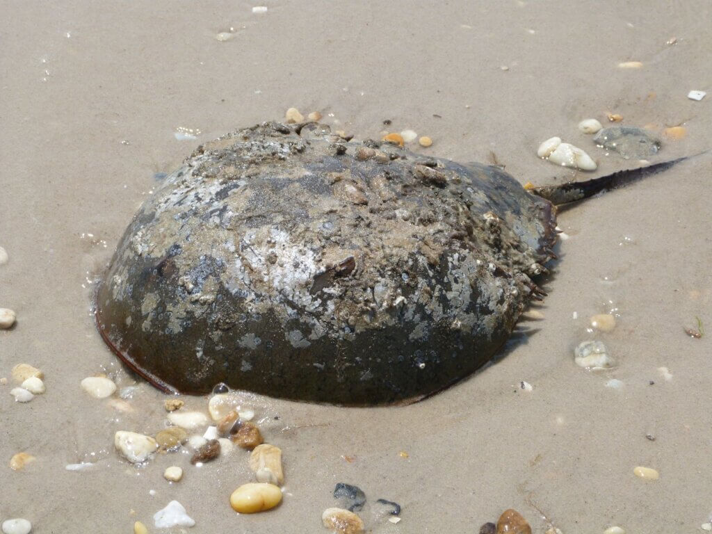 Best place to see the horseshoe crabs in New Jersey