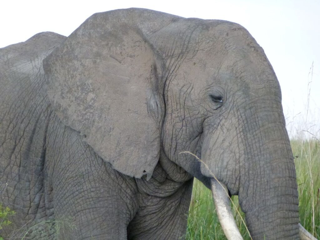 Where to see elephants in Uganda