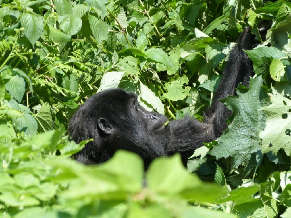 spend an hour with mountain gorillas