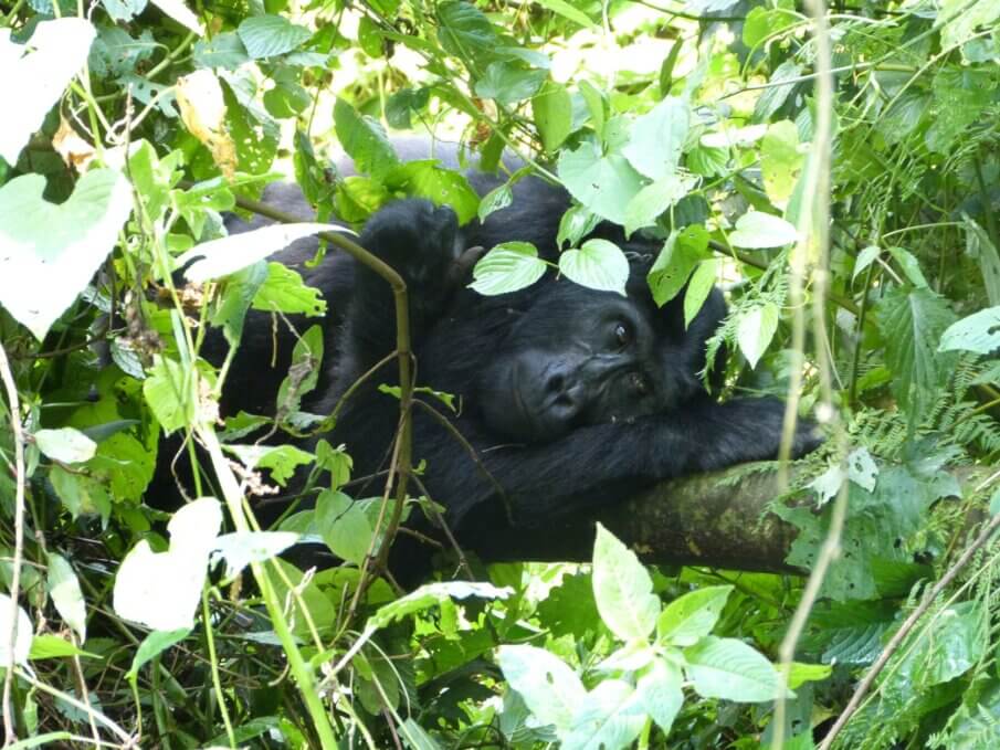 How to see gorillas in the wild