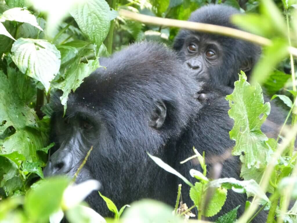 See baby gorillas in Uganda