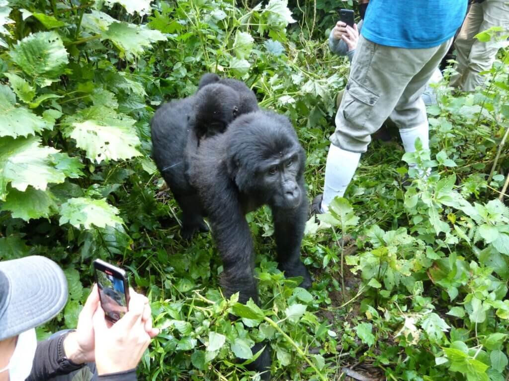 Up close with mountain gorillas