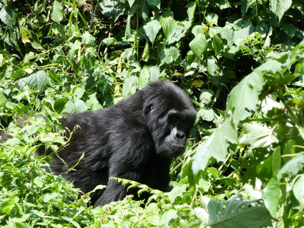 Gorilla trekking what to know before you go