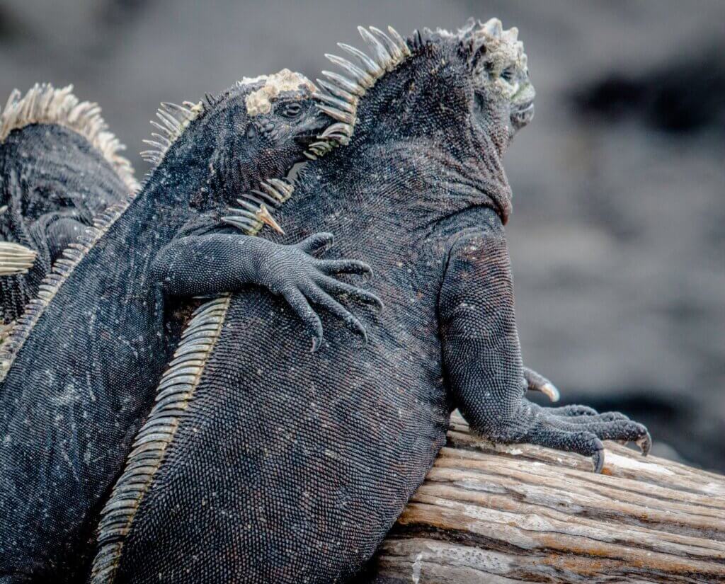 Bucket list Galapagos on Valentine's Day