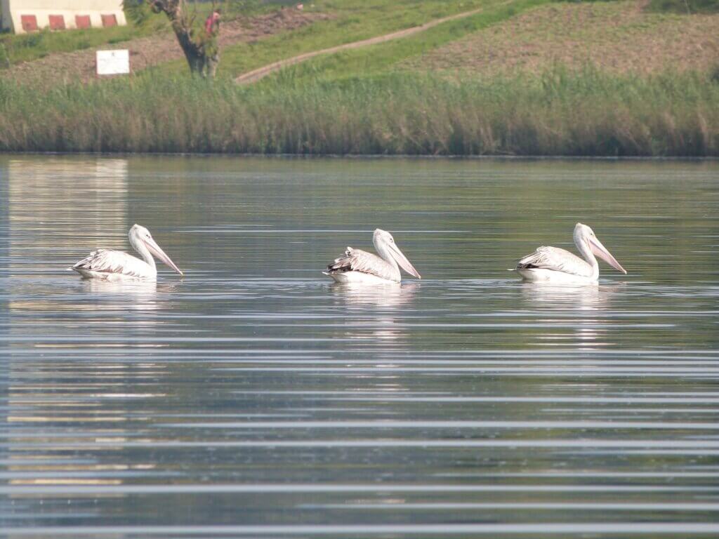 Pelicans visit Lake Bunyonyi