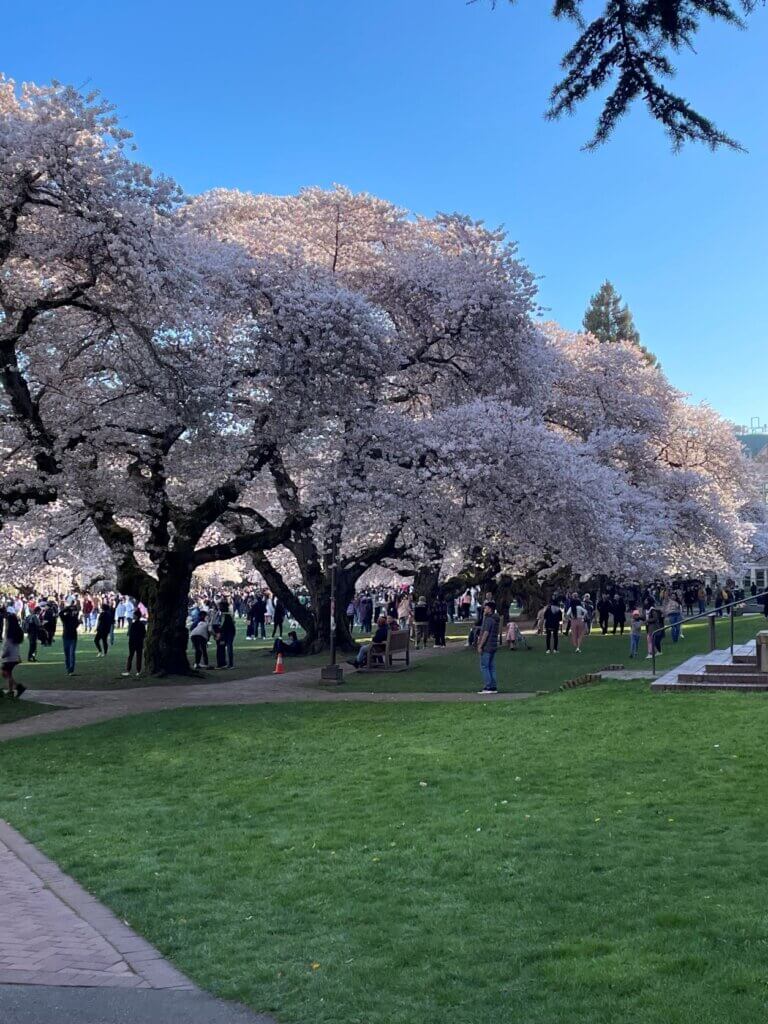 University of Washington's quad has the greatest concentration of cherry trees