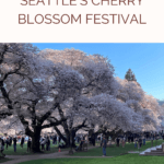 How to see the Cherry Blossoms at the University of Washington