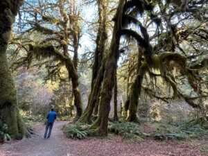 best hiking trail in Olympic National Park