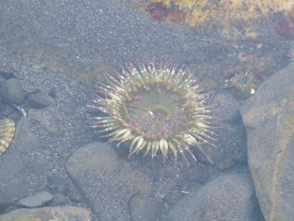 sea anemone in tidepools on the Olympic coast 