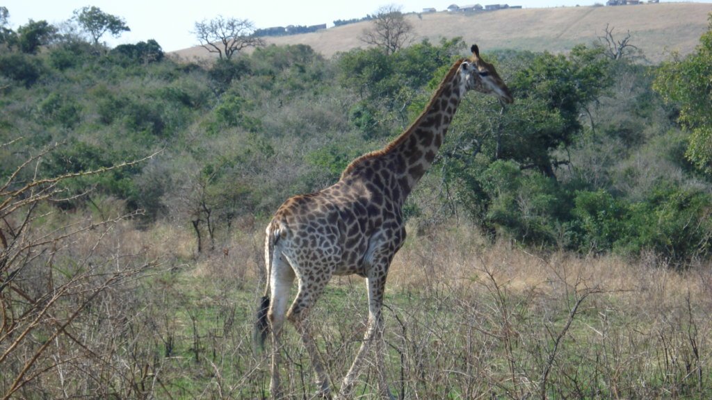 Giraffe