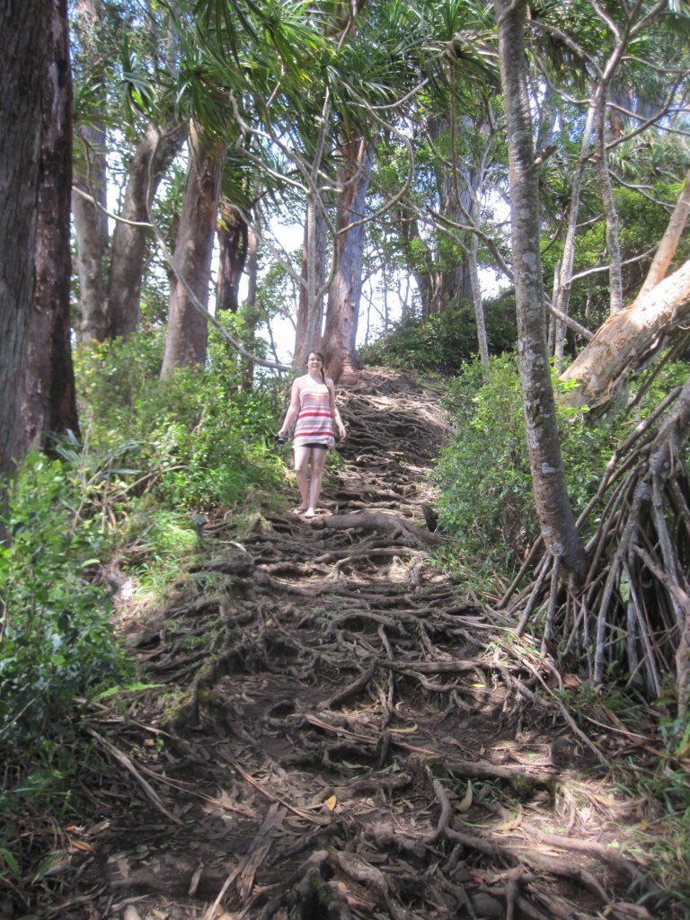 Bamboo forest