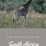 Top things to do around Durban South Africa