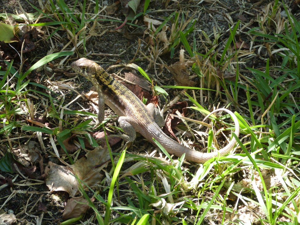 Lizard