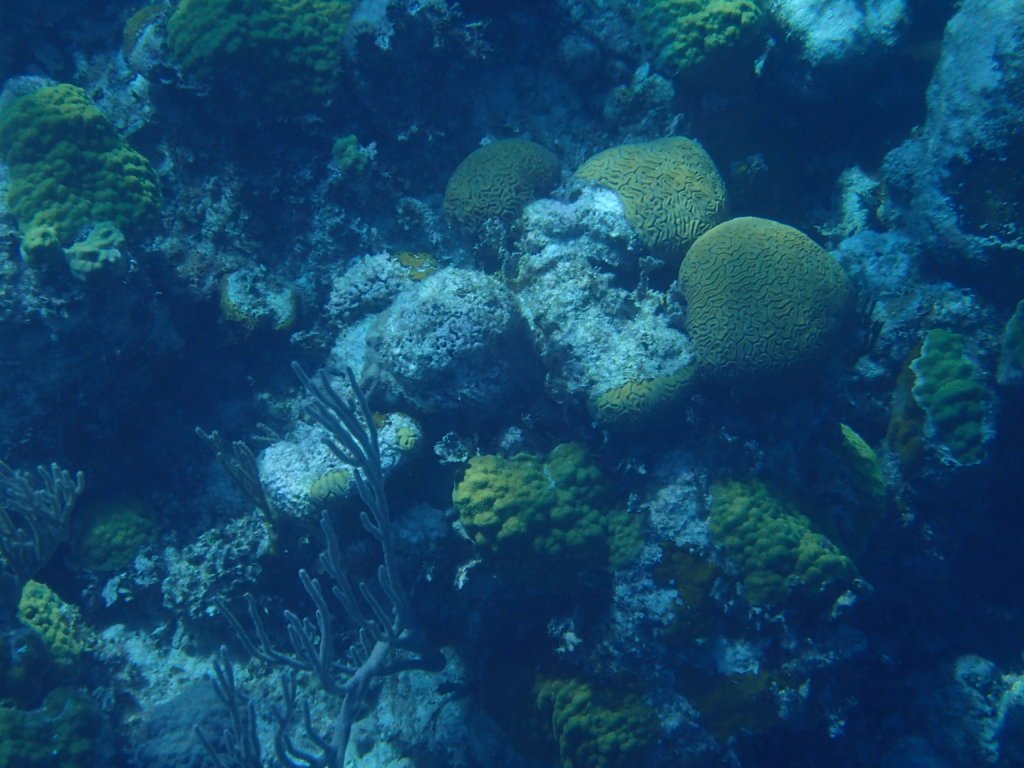 Brain coral