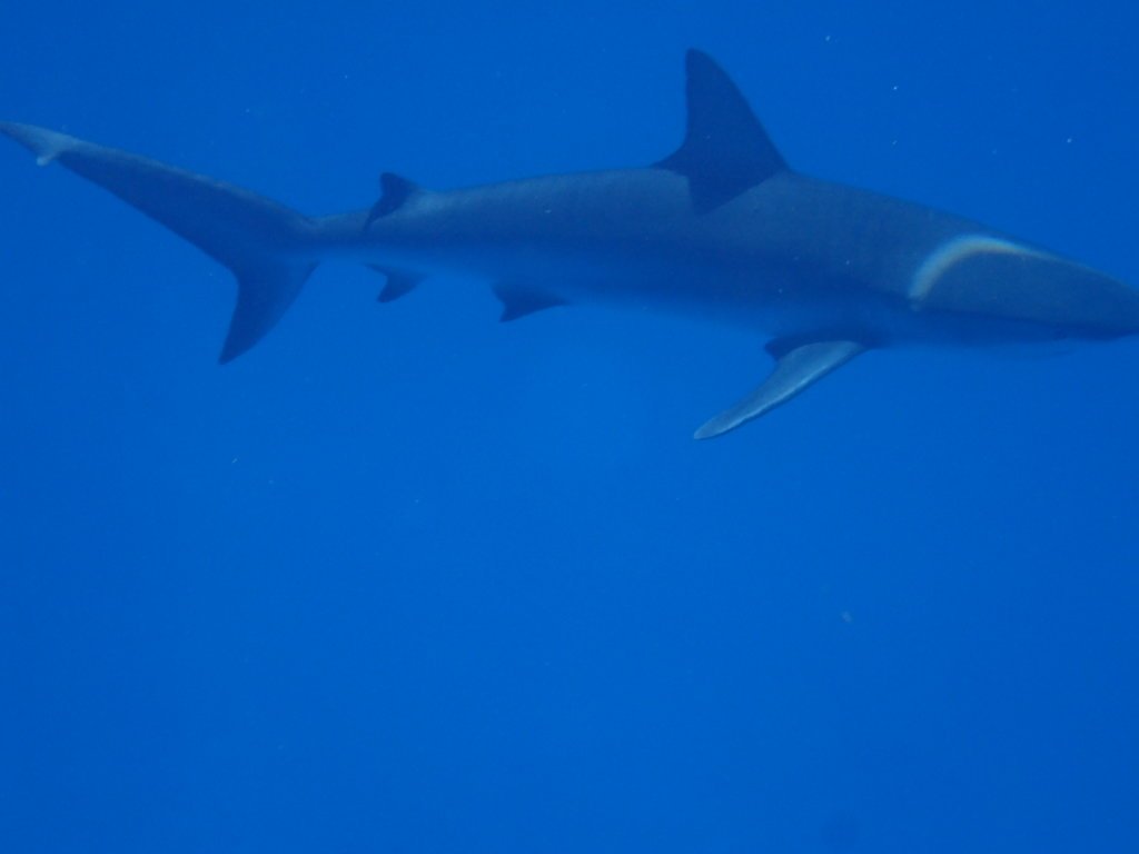 Shark encounter