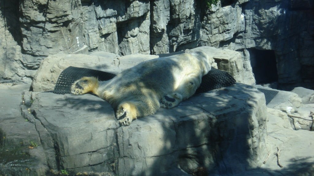 Central Park Zoo
