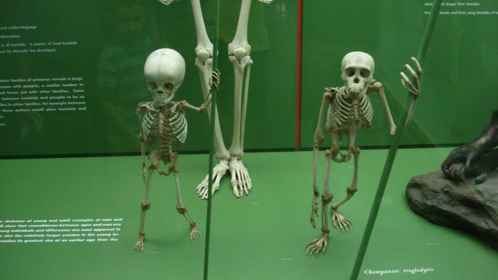 American Museum of Natural History