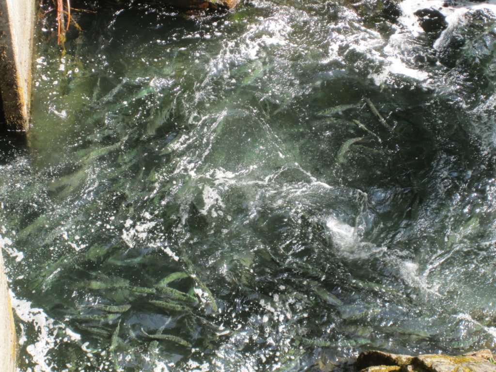 Salmon migration