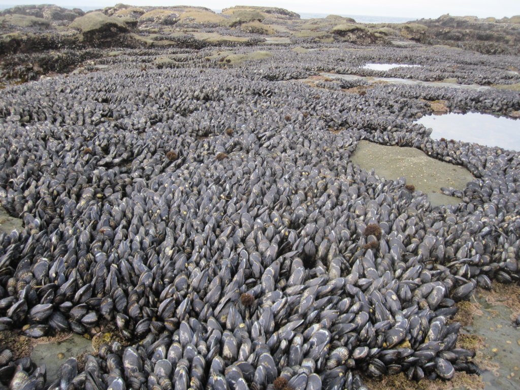 Mussels