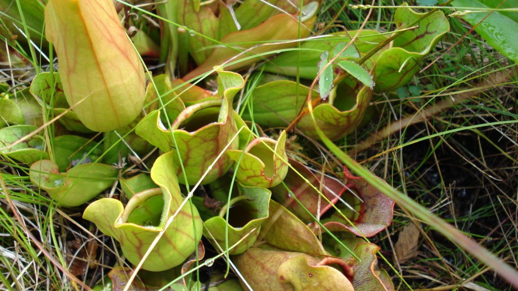 Bog Trail