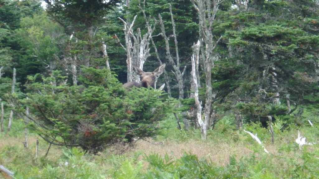 Skyline Trail