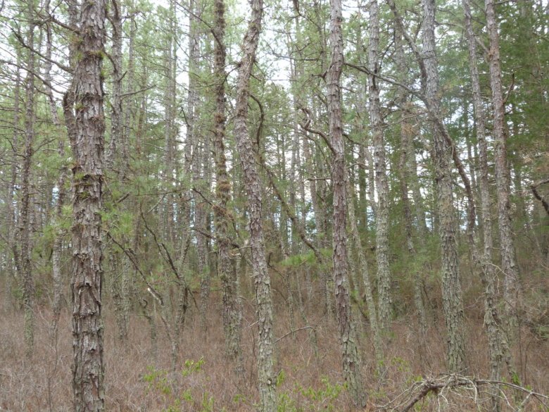New Jersey