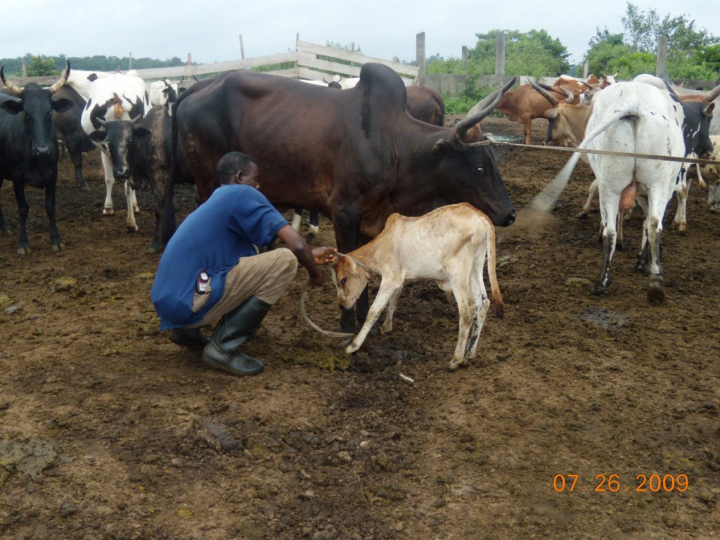 Vets without Borders