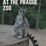 Prague Zoo