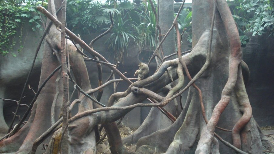 Monkey exhiit