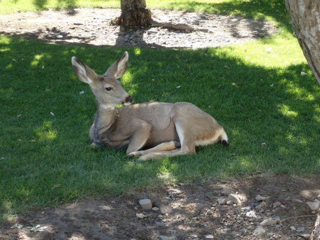 Mule deer wildlife
