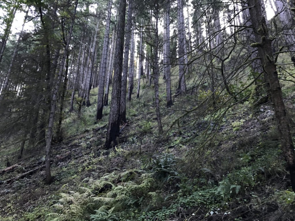 On the PCT with Wild