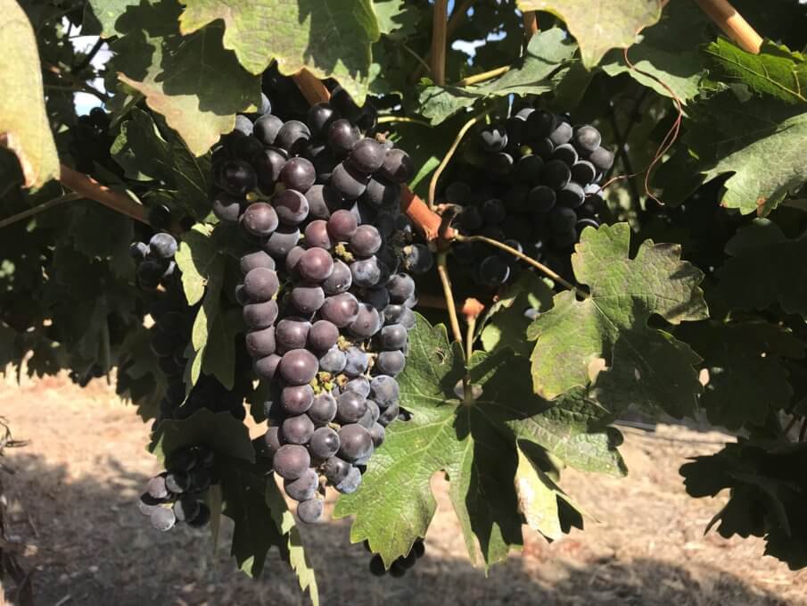 Terra Blanca Winery