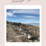 Wildlife in Antelope Island State Park