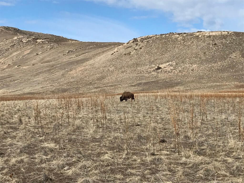 Antelope Island State Park is teeming with wildlife