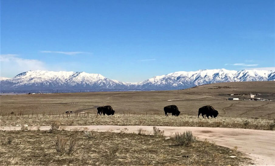 Wildlife in Northern Utah
